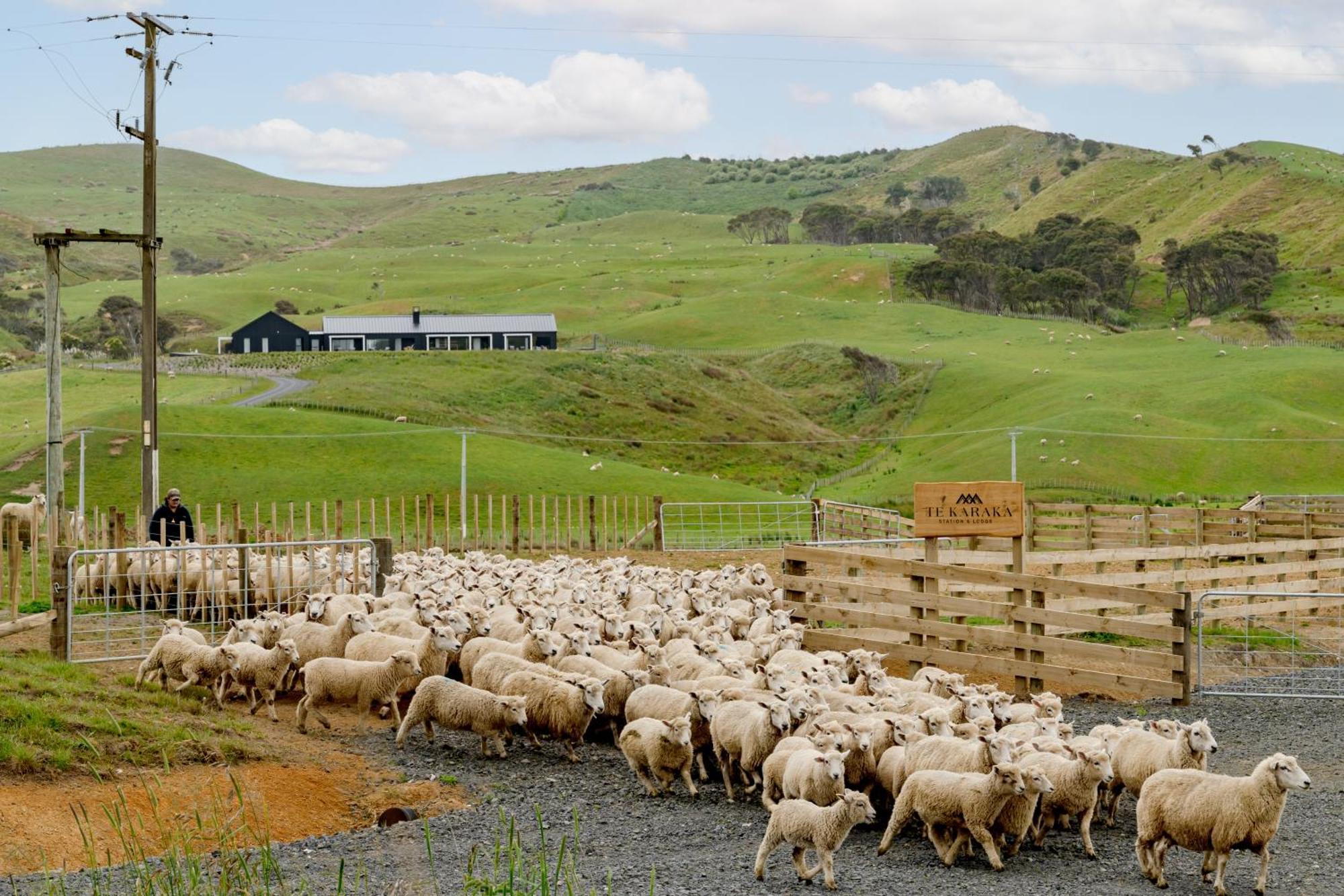 Te Karaka Farm stay Port Waikato